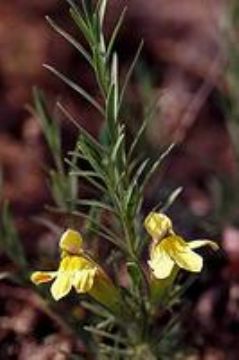 Cymbaria Dahurica Extract 